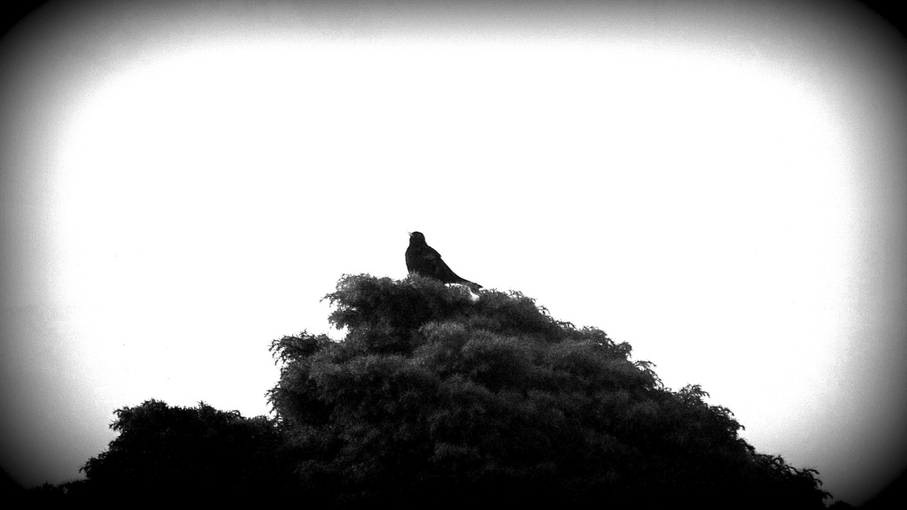 Blackbird singing in the dead of night by maggiemae