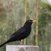 Cheeky Black bird by rustymonkey