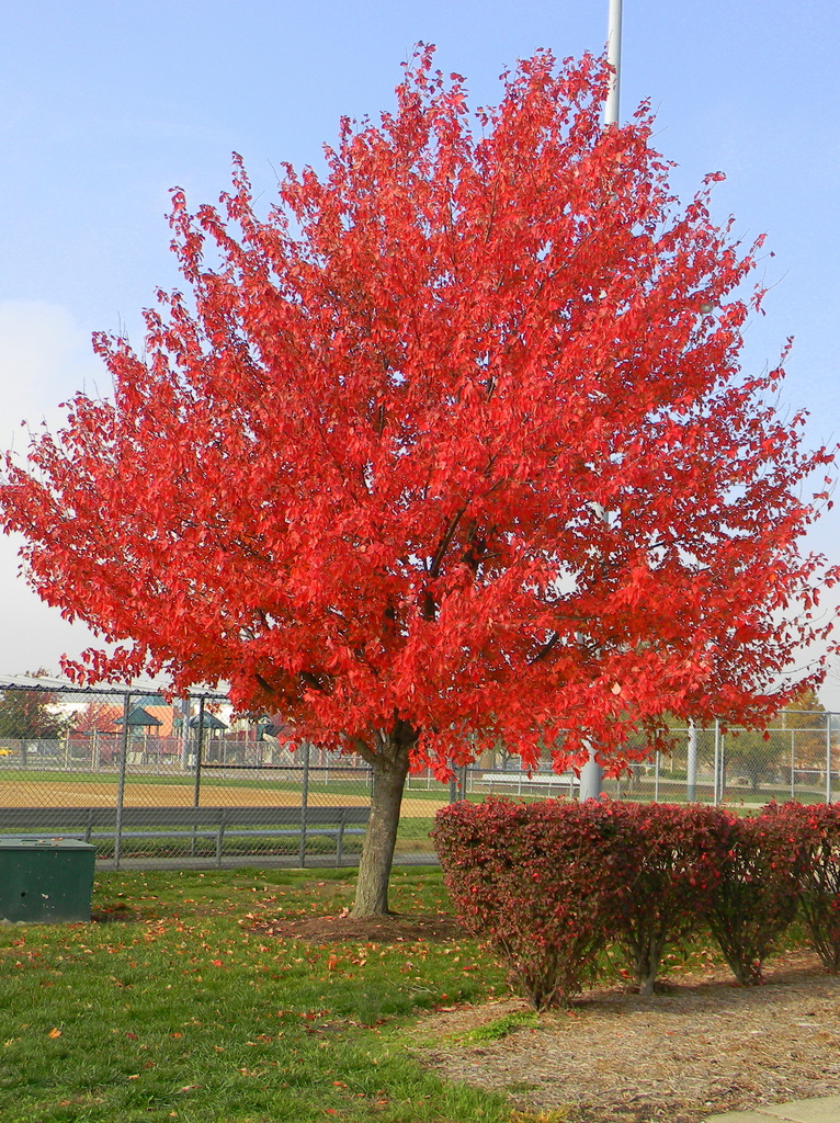 Autumn Tree by homeschoolmom