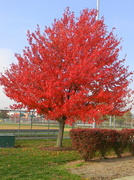 23rd Sep 2013 - Autumn Tree