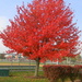 Autumn Tree by homeschoolmom