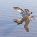 Seagull Landing by gardencat