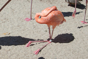 23rd Sep 2013 - NOT Your Typical Flamingo Shot
