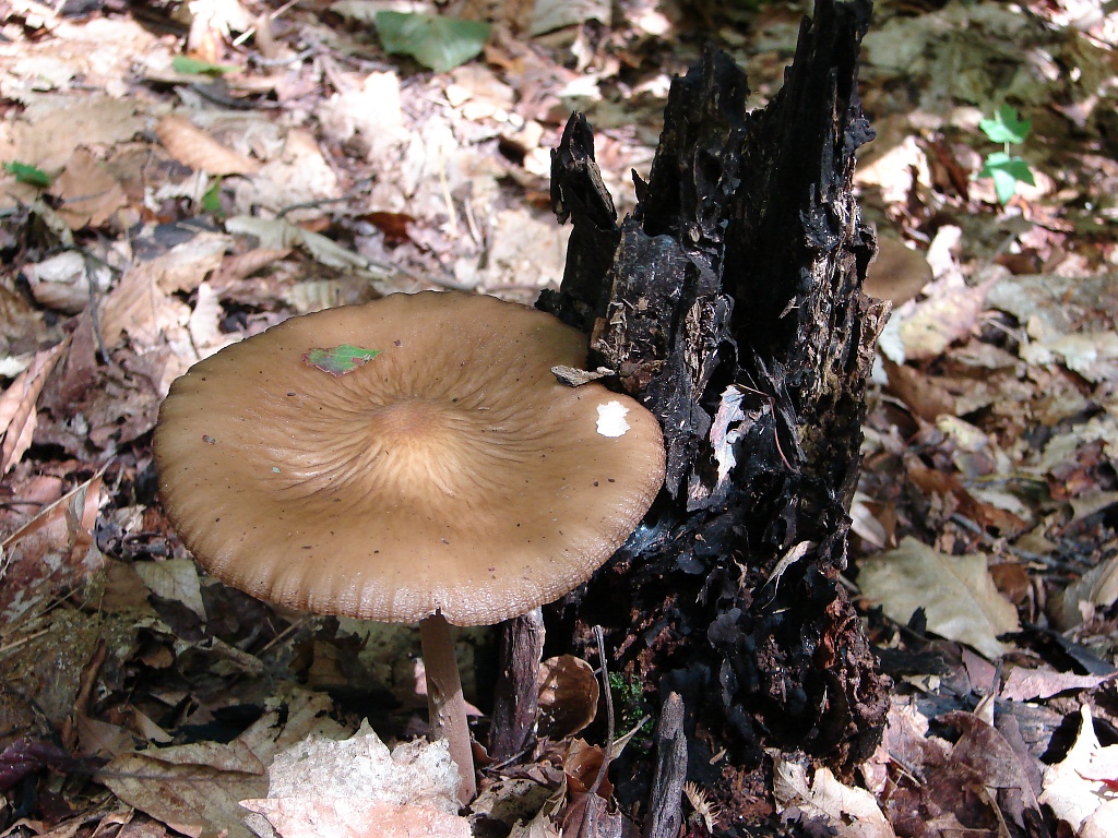 Mushroom at Big Creek Park ,Geauga county ,Ohio by brillomick