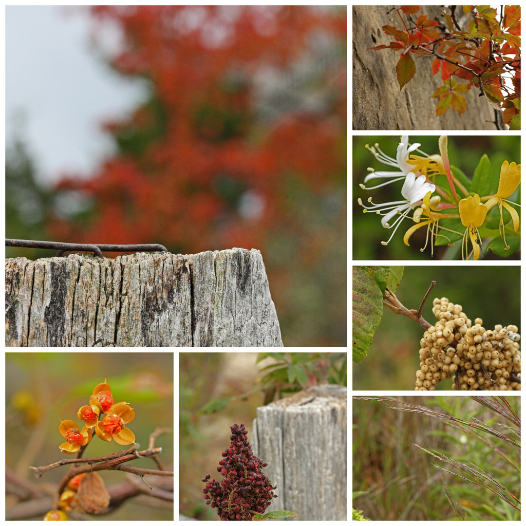 Fall Flora by mzzhope