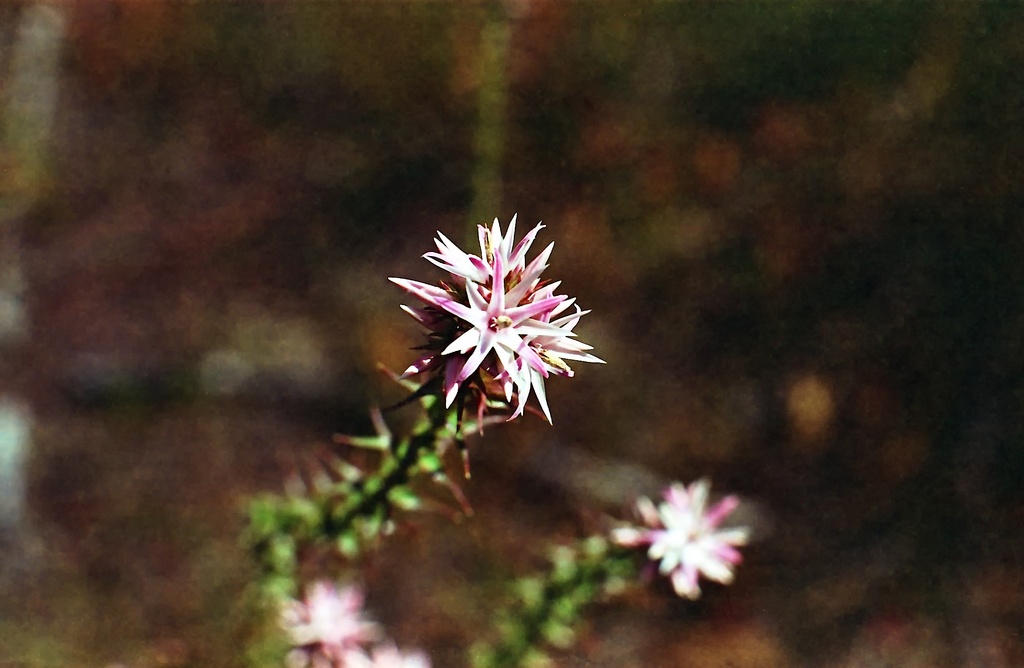 Pink and white stars by peterdegraaff