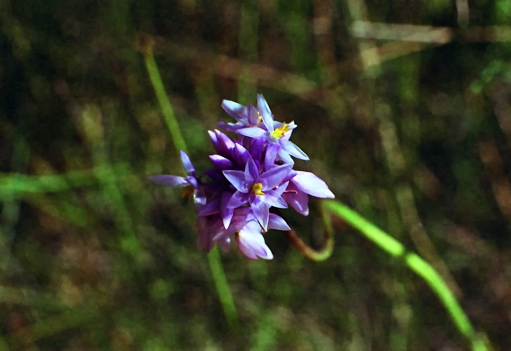 Purple stars by peterdegraaff