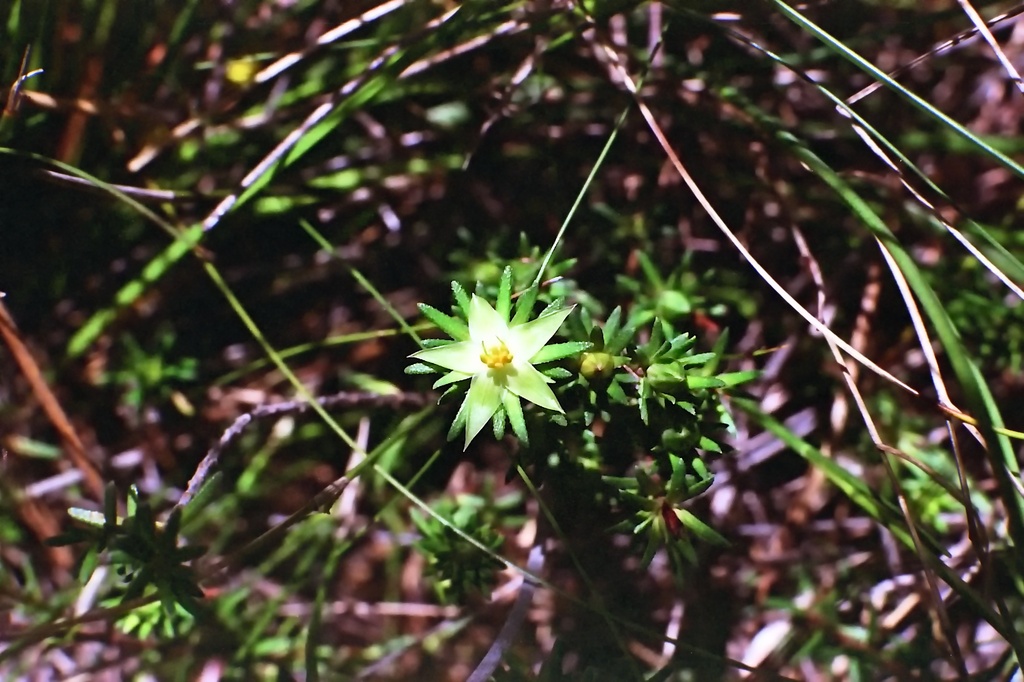 Rare green star by peterdegraaff