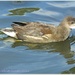 Duckling by carolmw