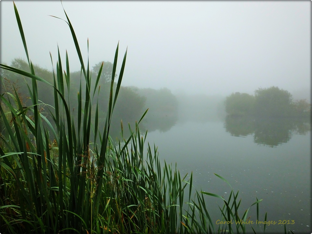A Foggy Morning On The Lake by carolmw