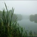 A Foggy Morning On The Lake by carolmw