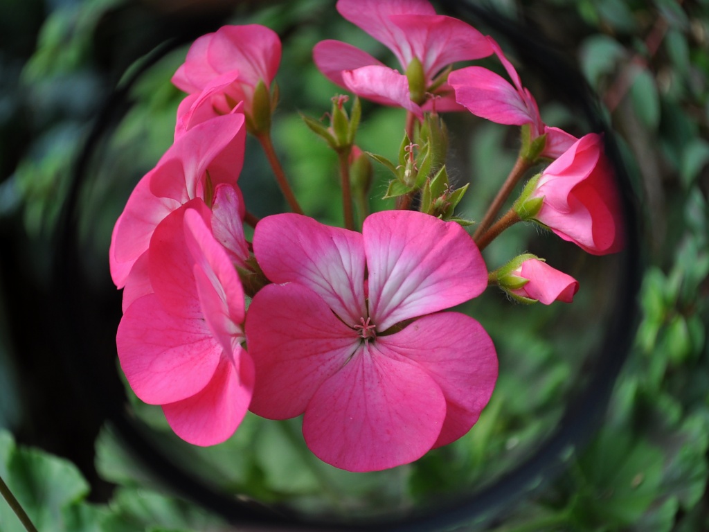 Fish-Eye Geraniums by andycoleborn