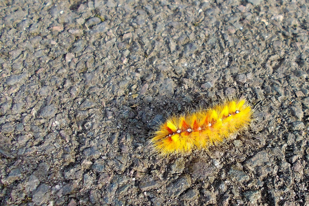 Hairy caterpillar by richardcreese