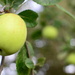 Apples - 24-9 by barrowlane