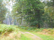 24th Sep 2013 - A woodland scene......