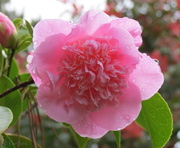 25th Sep 2013 - Camellia 'Massee Lane'