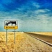 Australia.... Beware.... Car eating cattle by streats