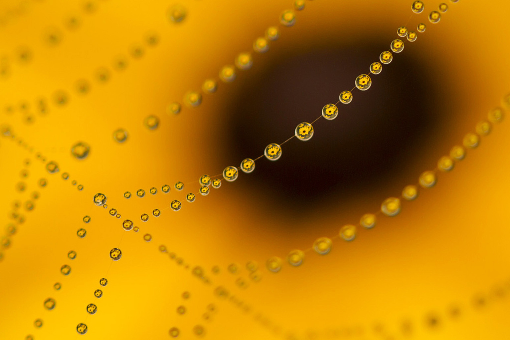 spider's web and rudbeckia by jantan