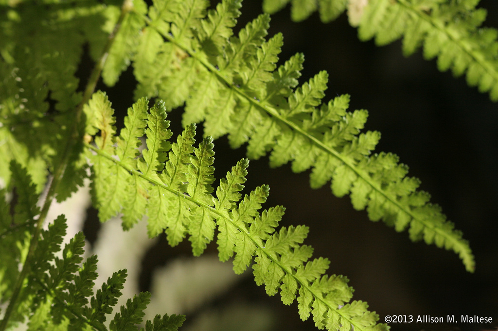 Ferns/Late Afternoon Light by falcon11