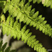 Ferns/Late Afternoon Light by falcon11