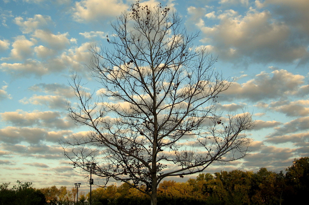 The Tree in Parking Lot F by linnypinny