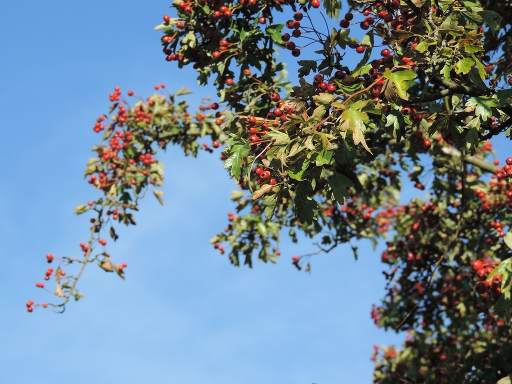 Hawthorn berries by roachling