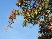 23rd Sep 2013 - Hawthorn berries