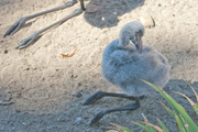 24th Sep 2013 - Baby Flamingo