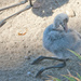 Baby Flamingo by vickisfotos