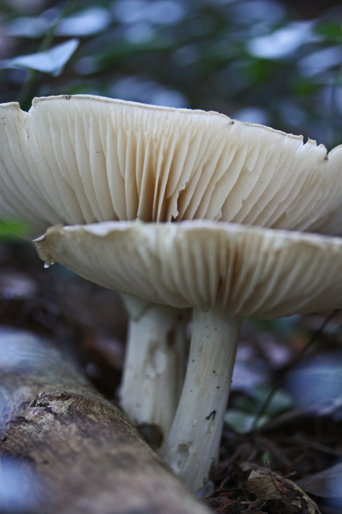 Mushroom Gills by mzzhope
