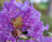 24th Sep 2013 - The Last Crepe Myrtle
