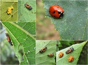 24th Sep 2013 - Ladybug Life Cycle