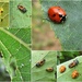 Ladybug Life Cycle by cjwhite
