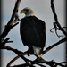 Bald Eagle by mjmaven
