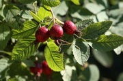 5th Sep 2013 - Apple rose (Rosa villosa susps villosa) - Luumuruusu, Plommonros