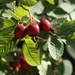 Apple rose (Rosa villosa susps villosa) - Luumuruusu, Plommonros by annelis