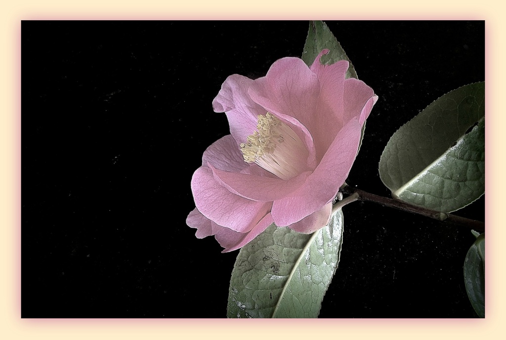 The pale camelia by maggiemae