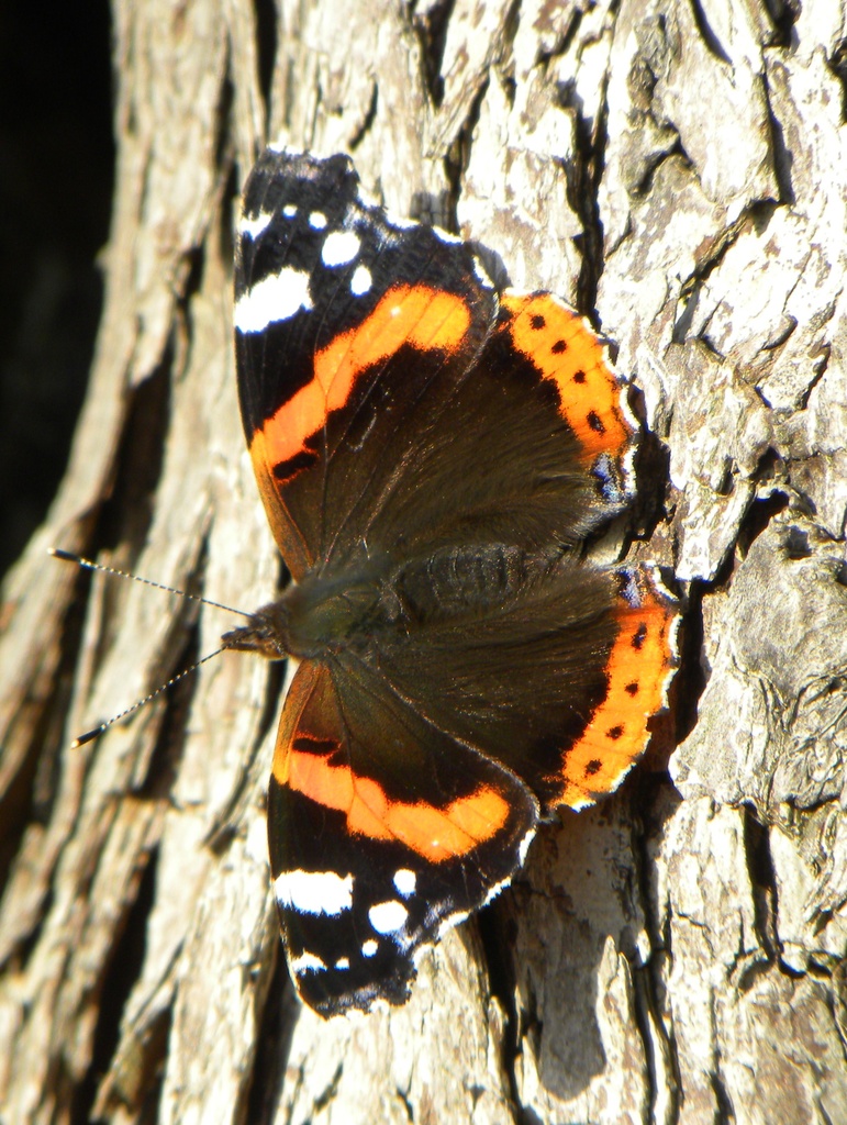 Red Admiral by oldjosh