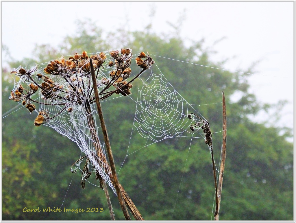 Webs Of Wonder by carolmw