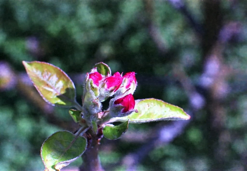 Pink lady buds by peterdegraaff