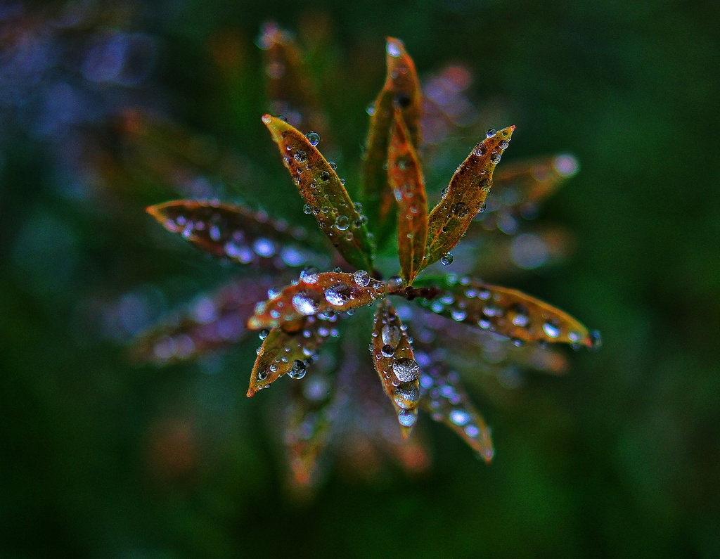 Autumn Rain by jesperani