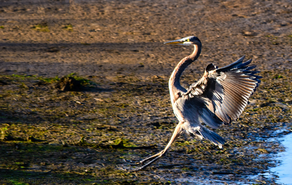 Heron Putting On His Brakes  by jgpittenger