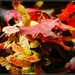 Autumn Colours by rosiekind