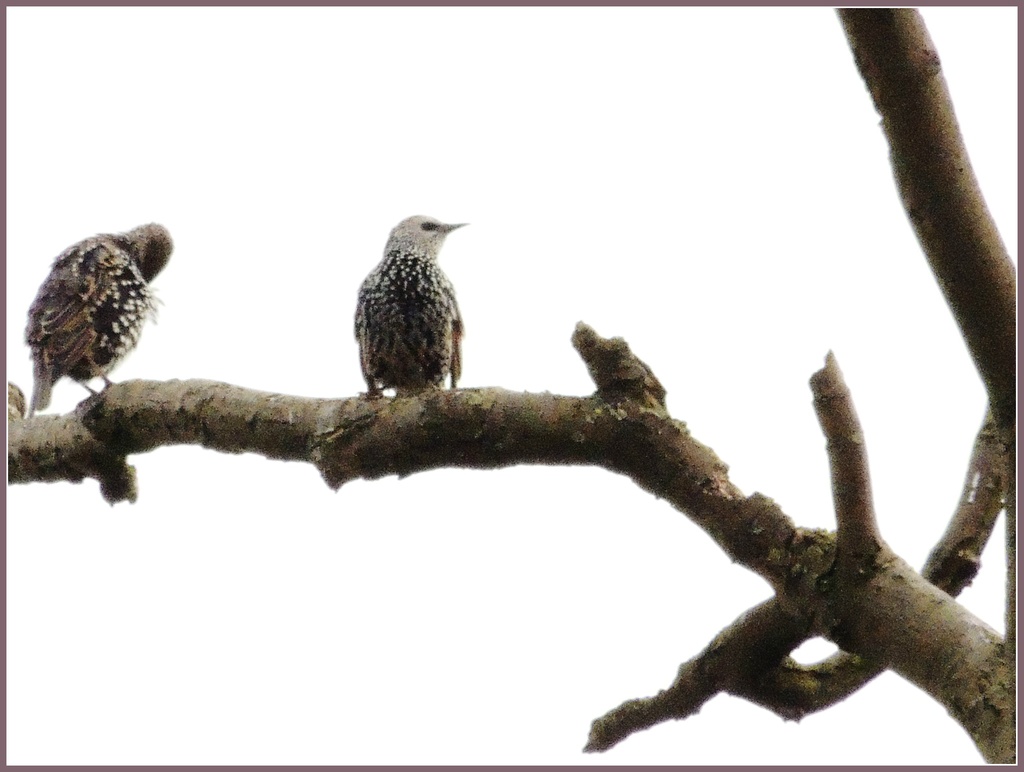 Young starlings by rosiekind