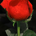 Rain-kissed Red Rose ~~ So ROMANTIC~~ by tanda