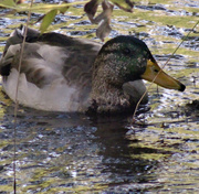 25th Sep 2013 - Duck_under_branches