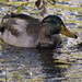 Duck_under_branches by rminer