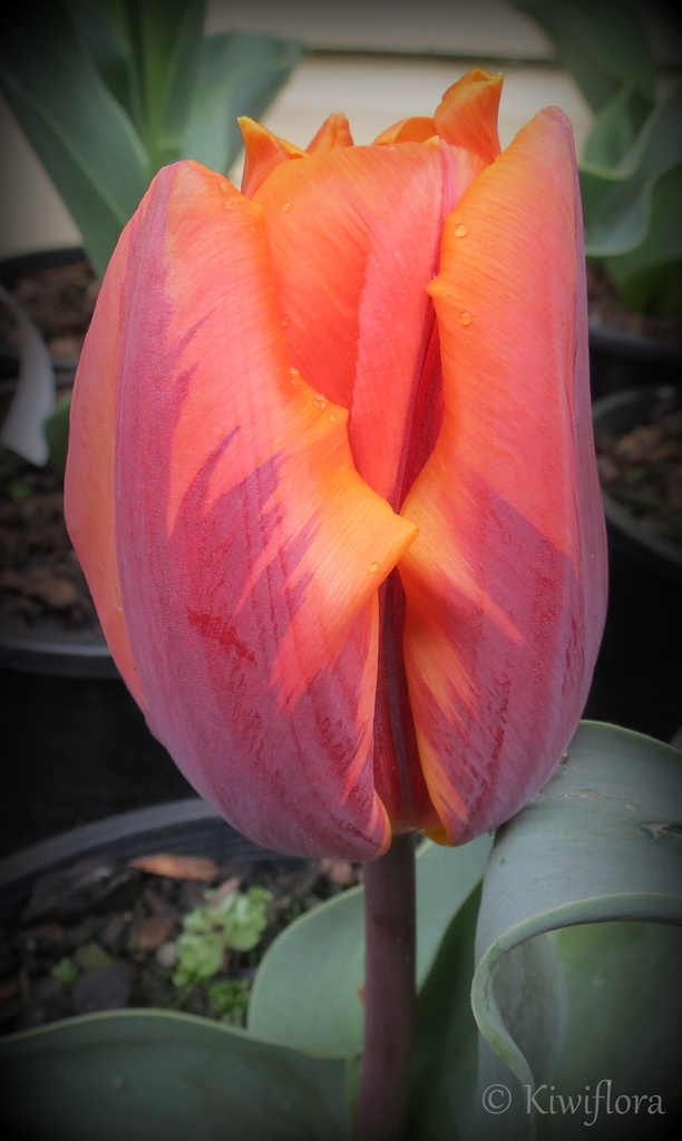 Tulip 'Princess Irene' by kiwiflora