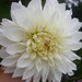 White dhalia by lellie