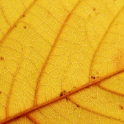 25th Sep 2013 - Yellow leaf